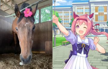 在人气的最高点，赛马娘“乌菈菈”原型离世