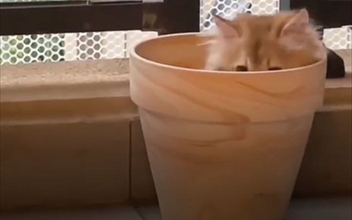 下雨天不关窗,花盆容易长猫猫截图