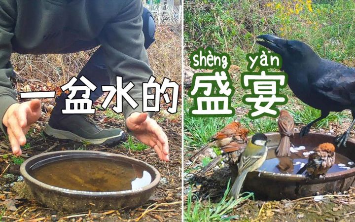 在首尔的公园里放一盆水,看看会有哪些小可爱来光临?截图