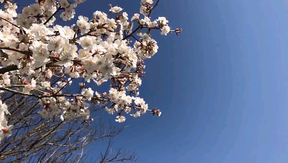 video-1415994