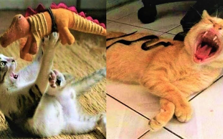 猫咪被玩具恐龙吓得半死,好像真的会被咬一样截图