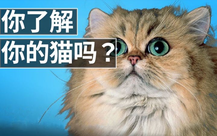 孕妇不能养猫?专业兽医解读:关于猫咪的13个误解截图