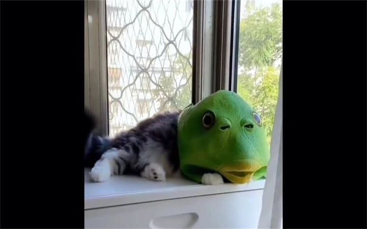 猫:这辈子就没这么无语过截图