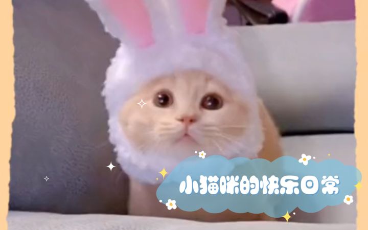 小猫咪的快乐日常！截图