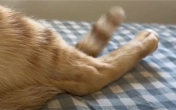 猫睡了,尾巴没睡截图
