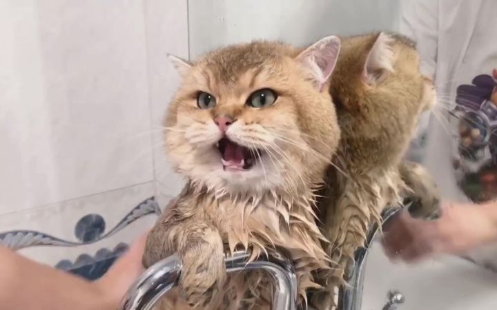 猫:直视我!崽种!截图