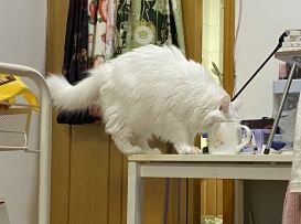 【咕猫宁】别人碗里的总是香