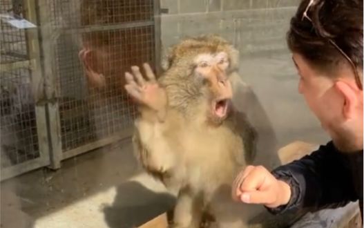小哥给动物园的猴子表演魔术截图