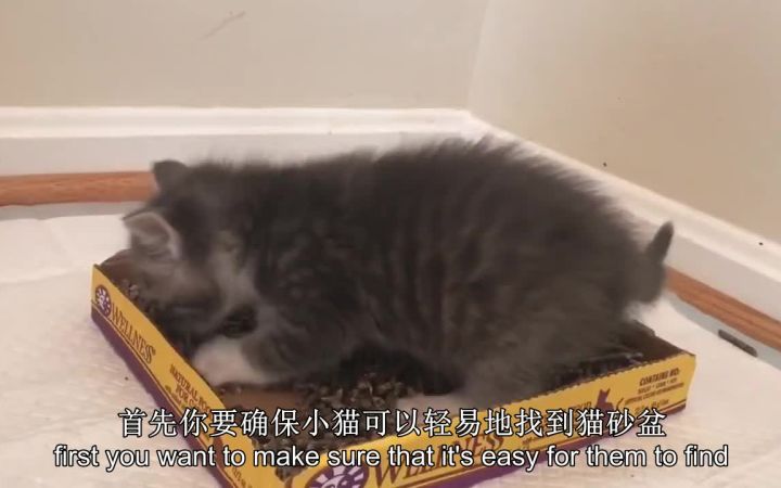 【KittenLady】如何训练小奶猫上厕所？多大可以开始训练？——奶猫救助之第二集截图