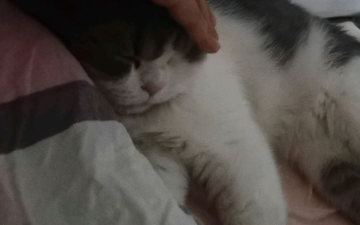 团是不是落枕了,保持这个动作一晚上了截图