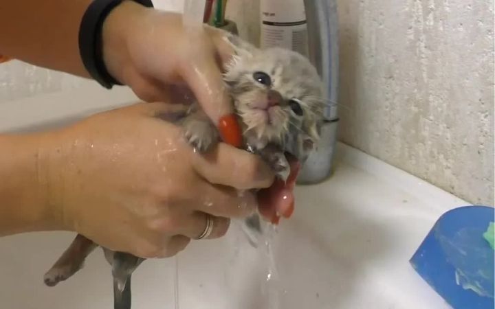第一次洗澡和喂养一只虚弱的街头小猫截图
