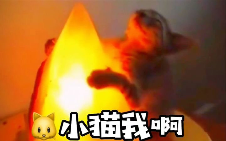 烤火对猫来说总有一种欲罢不能的魅力截图