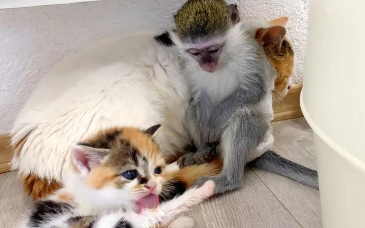 猴子苏西爱猫妈妈,在小猫洗漱入睡时保护她截图