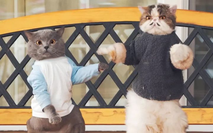 小猫咪控制了主人会做什么呢?快来看看吧截图