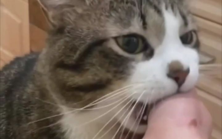 猫试图咬主人截图