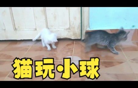 猫玩小球，好可爱截图