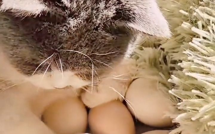 猫咪孵蛋,你见过吗?截图