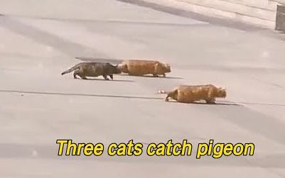 video-2836836