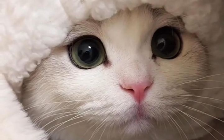 说,是谁派你这么可爱的小猫咪来勾引朕的!截图