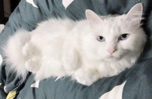 【咕猫宁】今天的蛋总四脚朝天