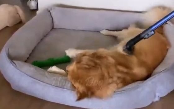 有趣的动物们 ！猫猫的有趣生活截图