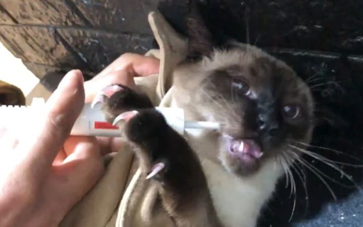 猫咪拒绝吃药截图