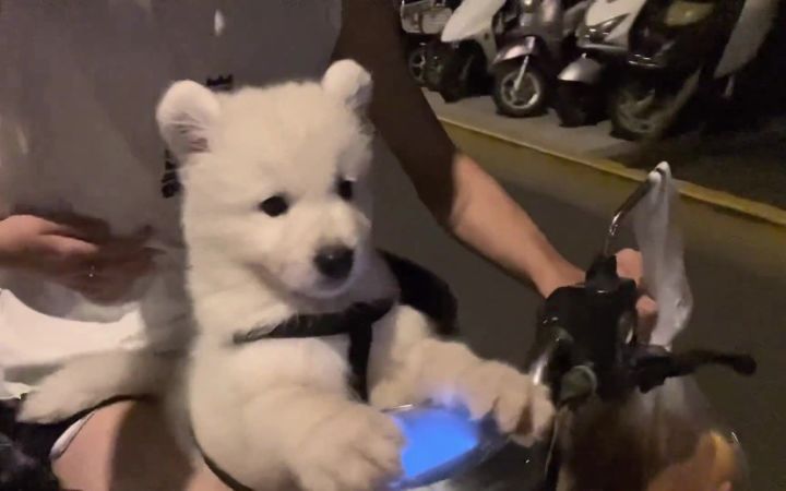 小狗狗是不是也会做噩梦呢?截图