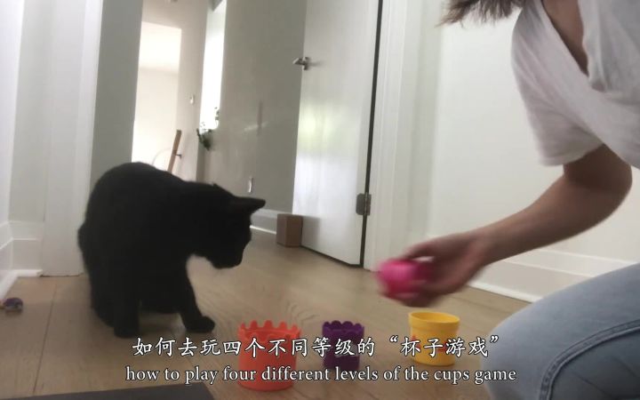 【Cat School Clicker Training】一个简单杯子训练教你让猫咪摆脱无聊生活!——响片训练第五集截图