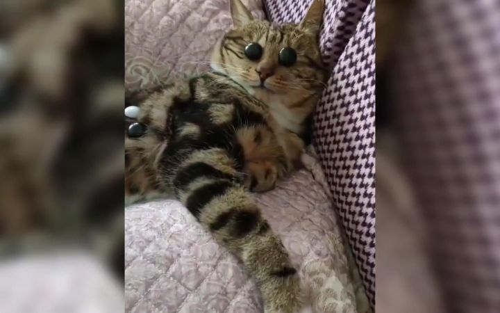 猫咪:终究是错付了……截图