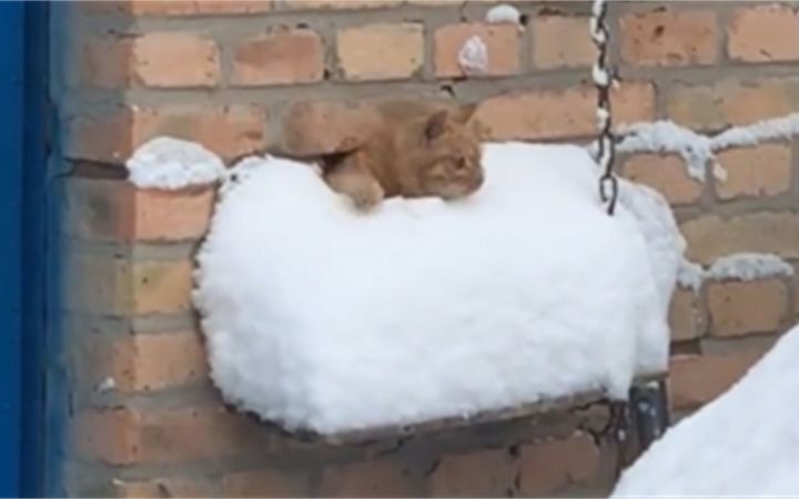当猫第一次看到雪截图