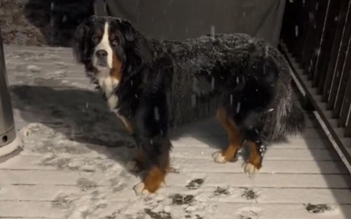 超喜欢下雪天的伯恩山犬,甚至想让主人把饭端出来吃截图