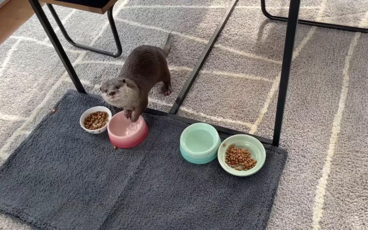 水獭Hana因为超重节食了3个月,终于能再吃三文鱼了截图