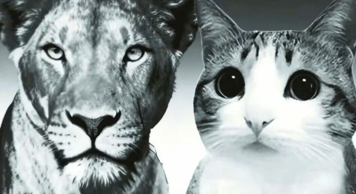 12年前的古早猫头鹰梗图,怎么突然在国内外都翻红了?截图