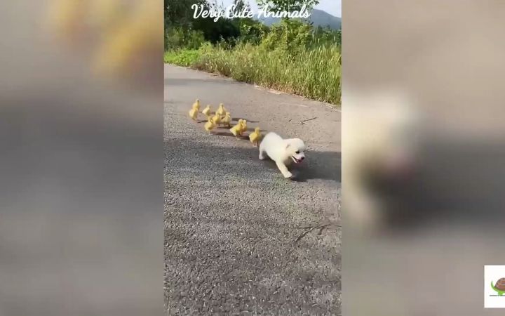 小狗子带小鸭子们过马路截图
