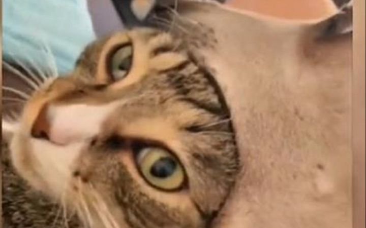 猫:???对!谁让你是狗呢截图