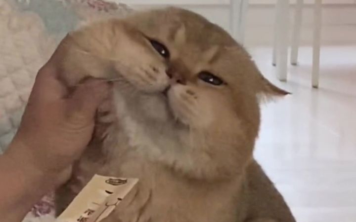谁会拒绝一只小猪咪呢~截图