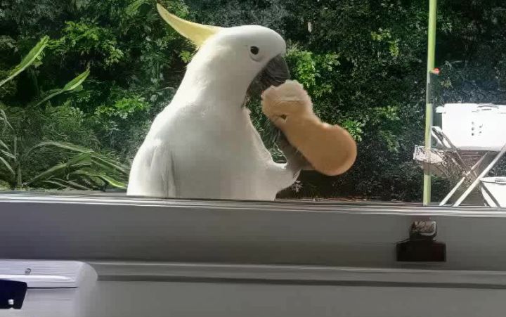 吃瓜群众的标准姿势截图