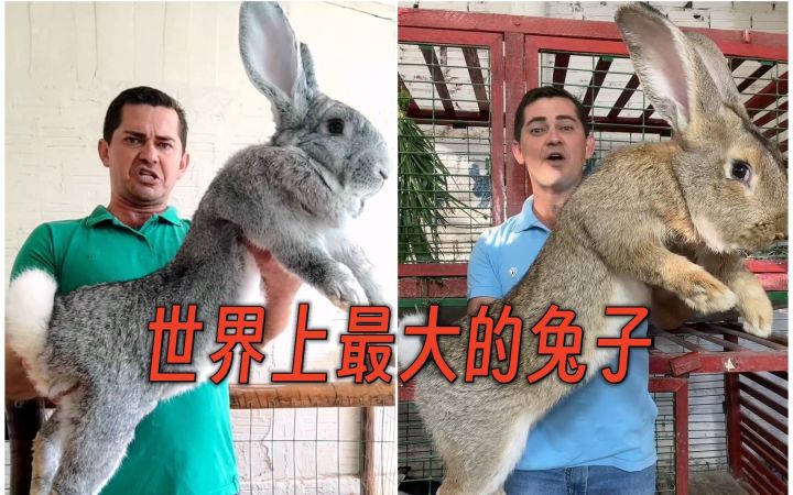感受一下 世界上体型最大的兔子——巨型花明兔截图