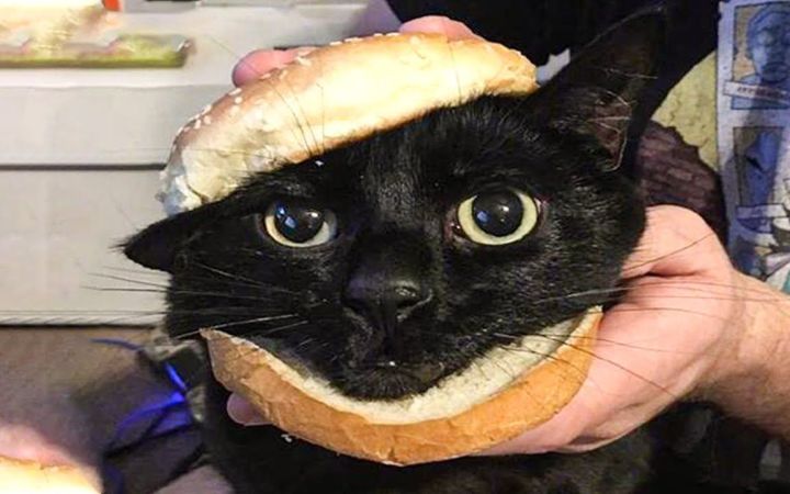 好家伙 汉堡猫!截图