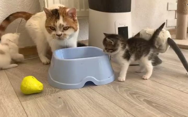 猫妈妈用爪子教小猫喝水截图