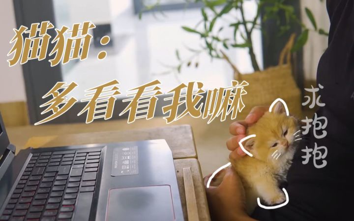 看我看我!爱撒娇小奶猫“布丁”,是如何吸引主人注意力的截图
