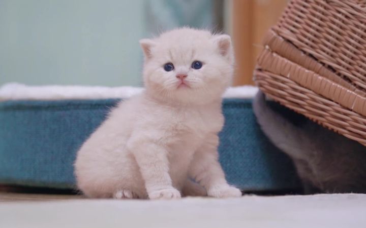 这样的小猫咪我一次性能吸秃10只!截图
