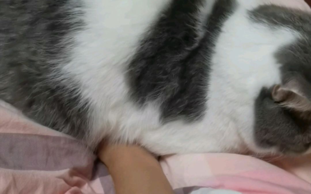 video-3225660
