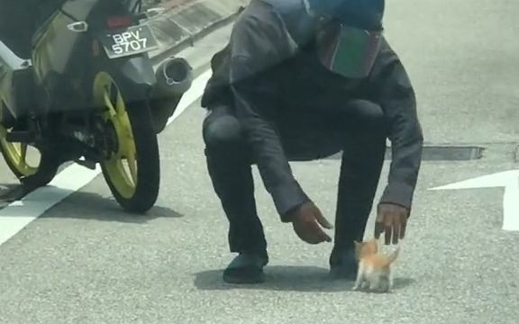 网友想把马路上的流浪小猫带回家，被外卖小哥抢先了截图