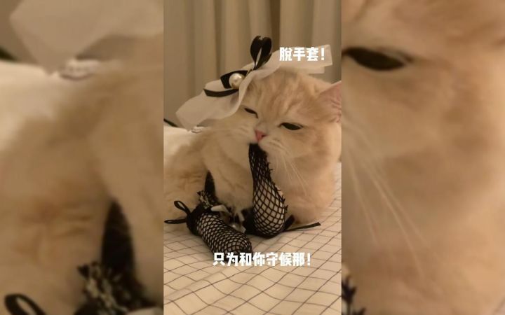 这猫怎么越看越瑟琴！截图
