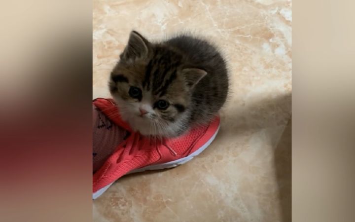 果然，鞋子太久不洗就会长猫(=・ω・=)截图
