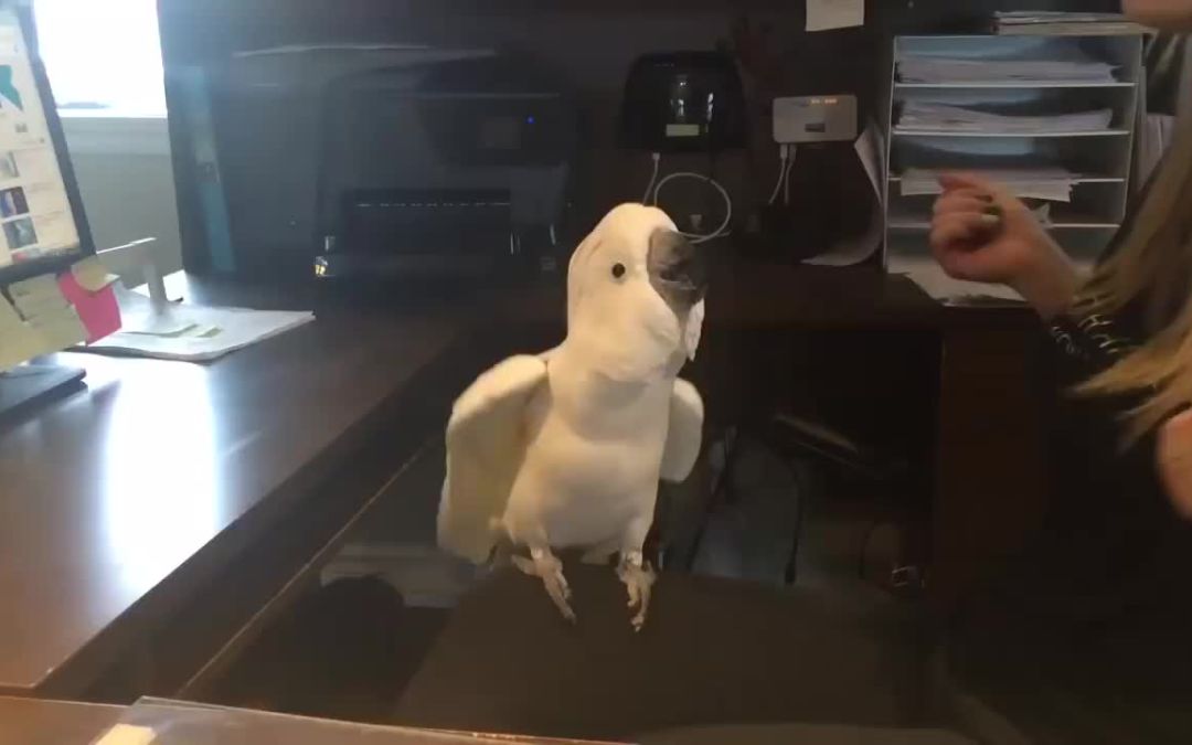 video-2951525