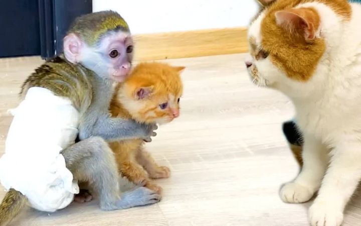 小猴子苏西教小猫跳出围栏,但猫妈妈来了截图