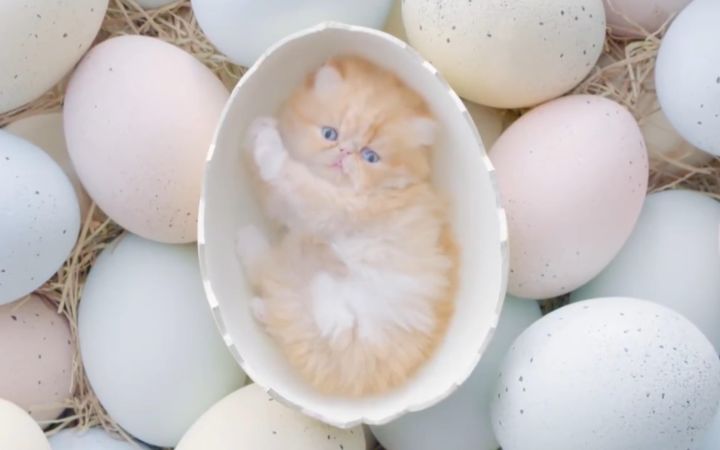 泰国这个猫咪广告,太犯规了!截图