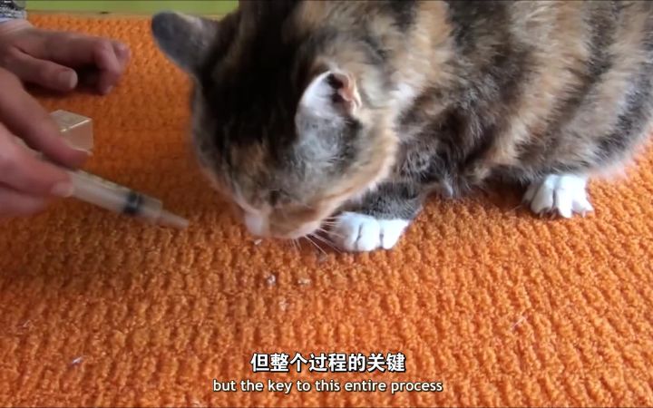 【Fundamentally Feline】- 喂药小诀窍大公开!多种喂药窍门教你轻松喂药无压力~Medicating Tricks and Tips截图